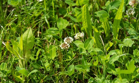Grass and clover in a multi-species sward